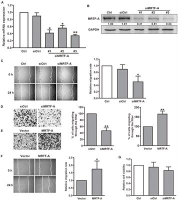 MICAL2 Facilitates Gastric Cancer Cell Migration via MRTF-A-Mediated CDC42 Activation